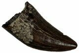 Serrated, Tyrannosaur (Nanotyrannus) Tooth - Montana #350372-1